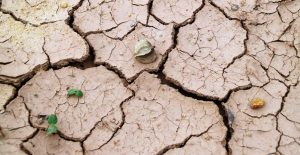 Dried mud with small green plant growing through crack