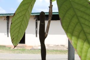 Image of cacao plant with swollen shoot virus