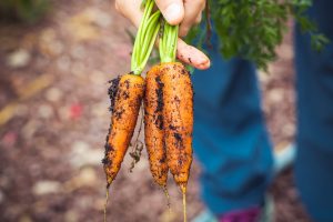 carrots | seasonal farming | whats in season when | British farming